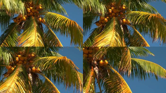 棕榈树上的黄色椰子蓝天