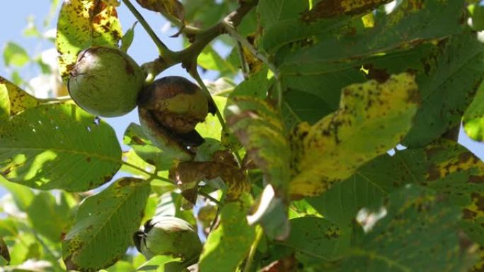 绿色未成熟的核桃挂在树枝上。绿叶和未成熟的核桃。核桃的果实。核桃树的成熟坚果。