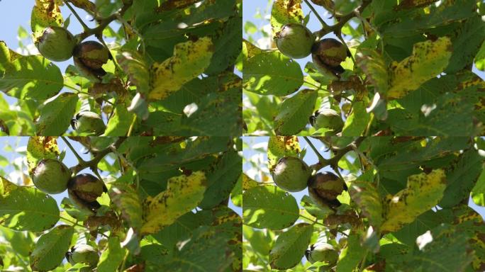 绿色未成熟的核桃挂在树枝上。绿叶和未成熟的核桃。核桃的果实。核桃树的成熟坚果。