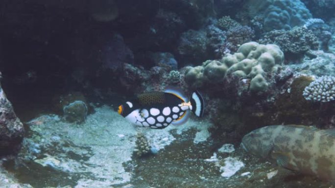 小丑触发在礁石中漫游寻找食物的水下镜头。太平洋潜水的视点。大堡礁。