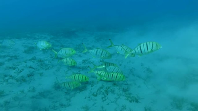 小鱼群金色的Trevally在沙质底部缓慢游动。慢动作，水下射击。金Trevally (Gnatha