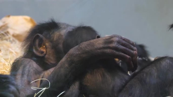 倭黑猩猩家族的特写