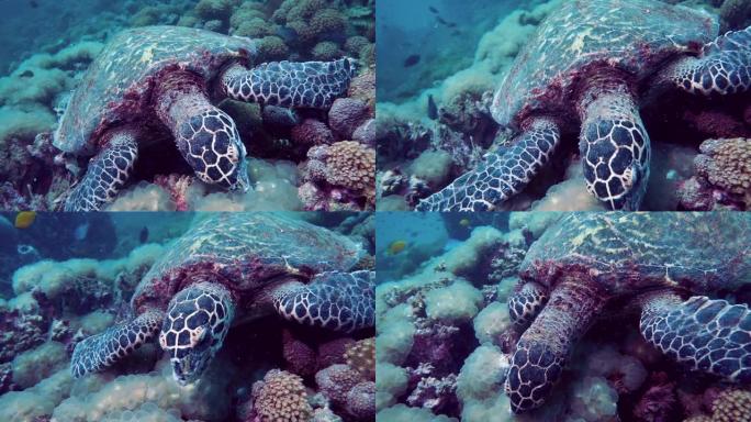 玳瑁 (Eretmochelys imbricata) 吃水下珊瑚礁