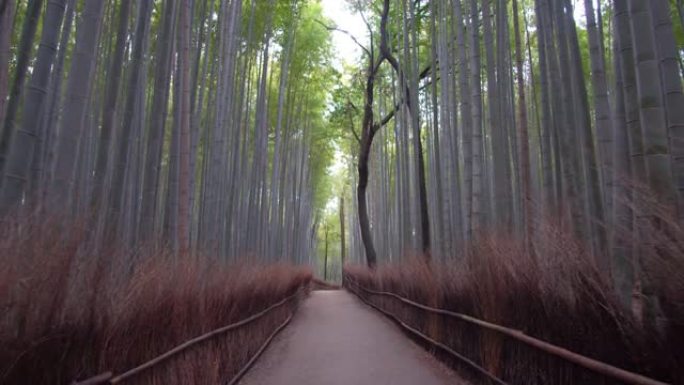 在京都岚山的冬日早晨穿过竹林小径