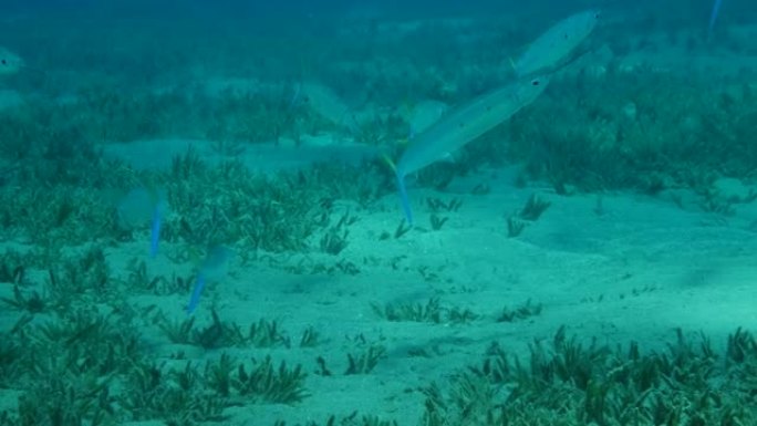 鱼群半喙在覆盖着绿色海草的沙底上觅食。斑点半喙 (半喙)，特写，4K/50fps。埃及红海