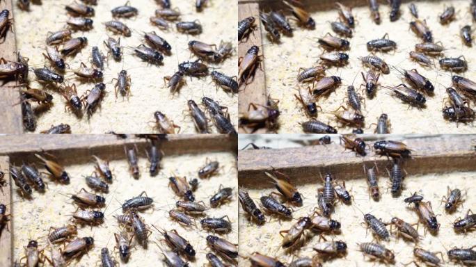 工业农场中的蟋蟀养殖蟋蟀药物养殖昆虫