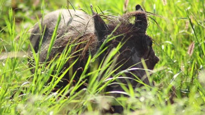 草之间的疣猪野猪特写野生动物保护区野生动