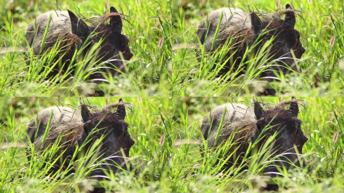 草之间的疣猪野猪特写野生动物保护区野生动