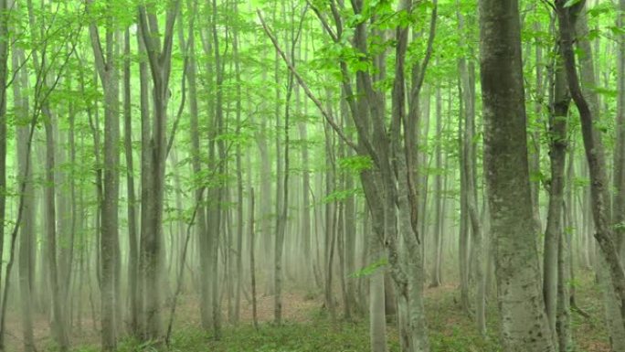 新鲜绿色山毛榉森林 | 平移