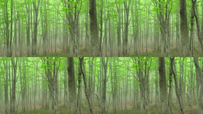 新鲜绿色山毛榉森林 | 平移