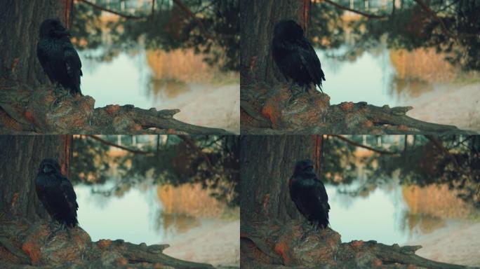 特写肖像。野生巨大的黑色北方乌鸦在树枝上。背景夏季松林河流绿色的自然。积极的鸟害虫。抖松羽毛，拍打翅