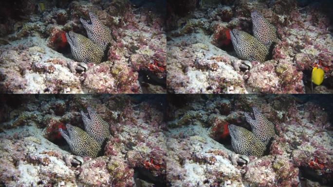 两个蜂窝状海鳗-裸胸。印度洋，马尔代夫