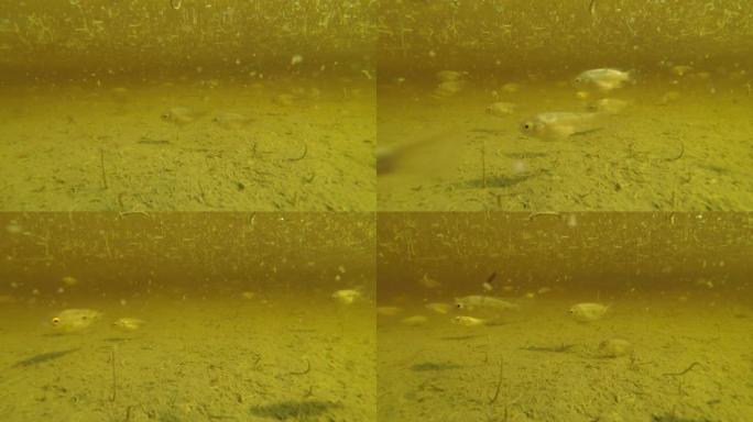 鱼群在积水中的蚊子幼虫中游泳
