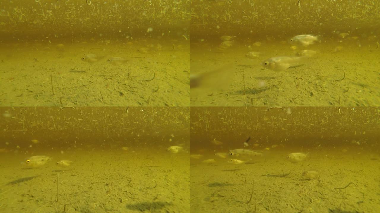 鱼群在积水中的蚊子幼虫中游泳