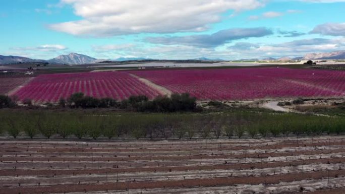 西班牙穆尔西亚地区Cieza附近的Ascoy中的桃花