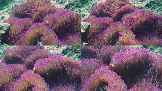 粉红海葵和臭鼬小丑鱼豪勋爵岛。红色相机。