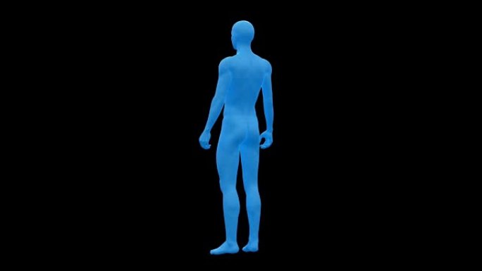 男人，男人的身体。3D线框模型，无缝循环