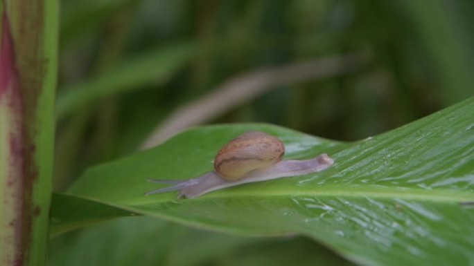 蜗牛在雨林中的绿叶上行走