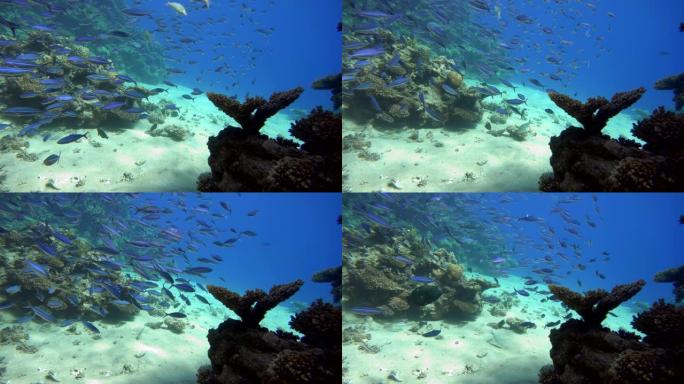 五颜六色的珊瑚和鱼。热带鱼。海洋中的水下生物。