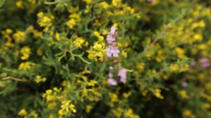 Cistus Parviflorus的花名，也称为Domuz Karagani，生长在土耳其的安纳托