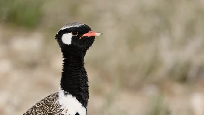 纳米比亚埃托沙国家公园雄性白quled bus (Afrotis afraoides)