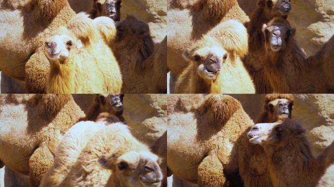 咀嚼骆驼家族展示野生动物大自然