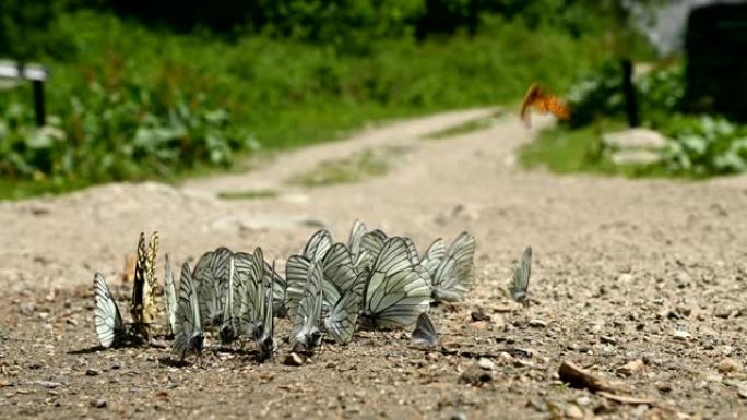 近距离的蝴蝶群，蓝绿色的翅膀吸收营养，在森林和山脉的背景下在地面上爬行。大自然中一群五颜六色的蝴蝶