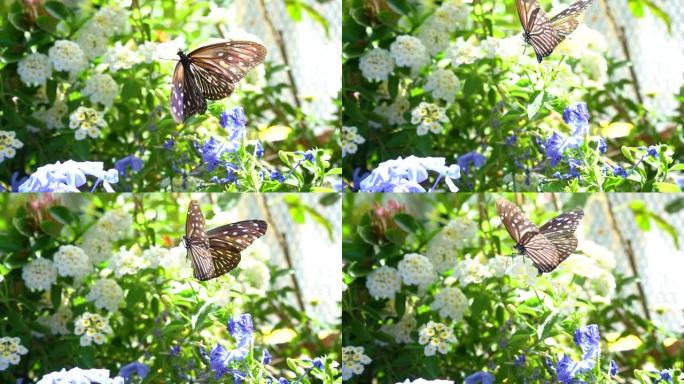 花园里鲜花上的蝴蝶春天清新的大自然。慢动作。