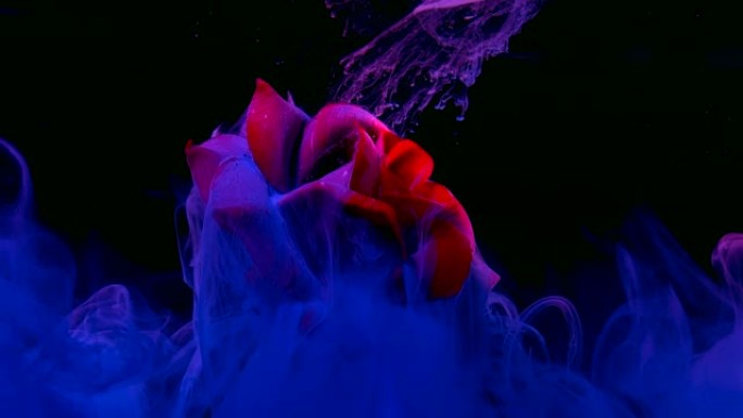 美丽的红玫瑰在梦幻般的背景。黑色背景上的蓝色水彩墨水。