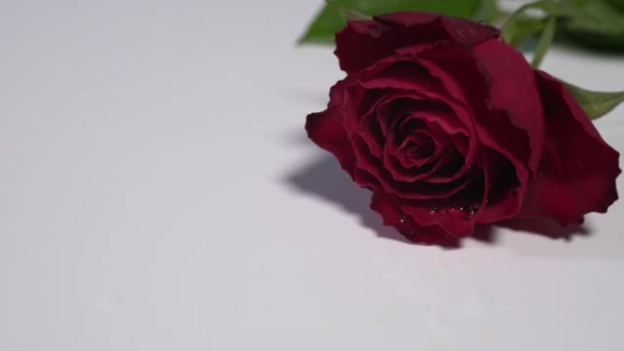 一朵红玫瑰落在白色表面上