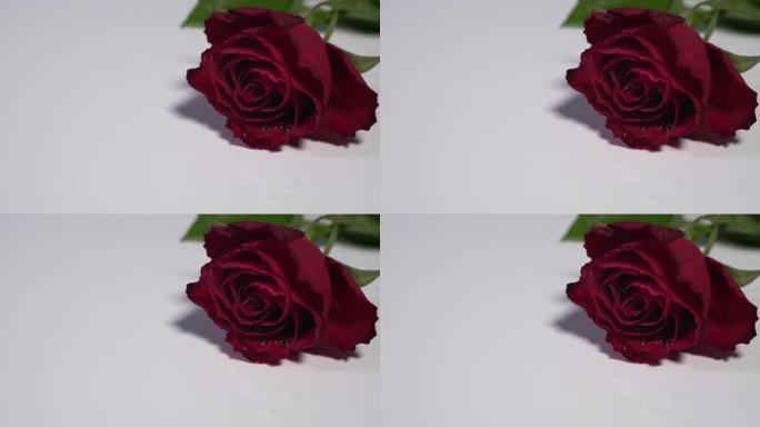 一朵红玫瑰落在白色表面上