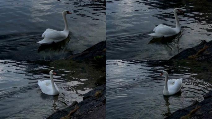 白色和棕色的天鹅漂浮在平静的水湖中。