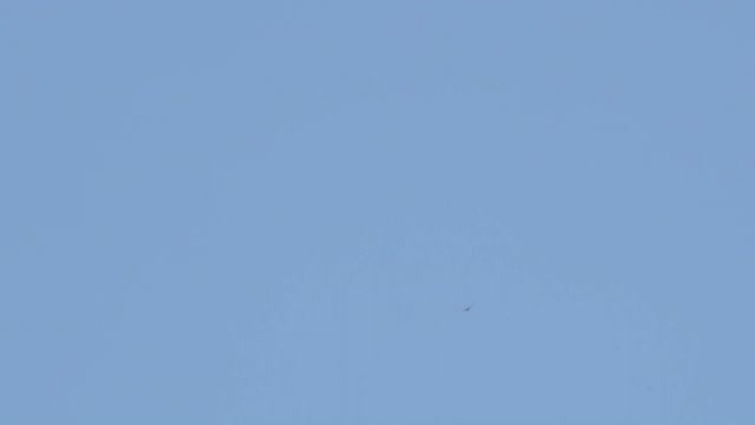 猛禽在蓝天中飞行的剪影