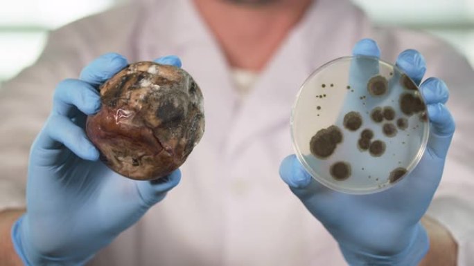 食品生物技术实验室中的一位食品科学家的特写镜头，用霉菌举起腐烂的水果和培养皿。生物技术和农业研究概念