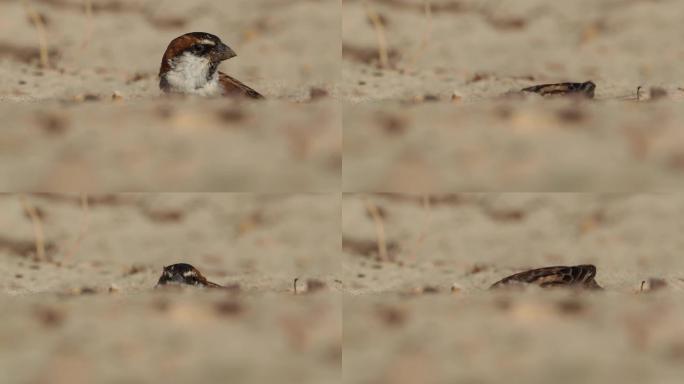 Iago Sparrow - Passer iagoensis-也被称为佛得角或红锈背麻雀，是佛得角