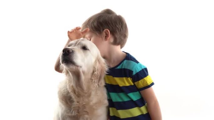 对宠物的关心和爱。工作室里的小男孩在白色背景上与一只金毛寻回犬大狗合影