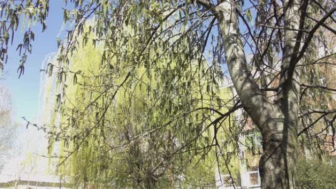 春天盛开的白桦树在城市的白天