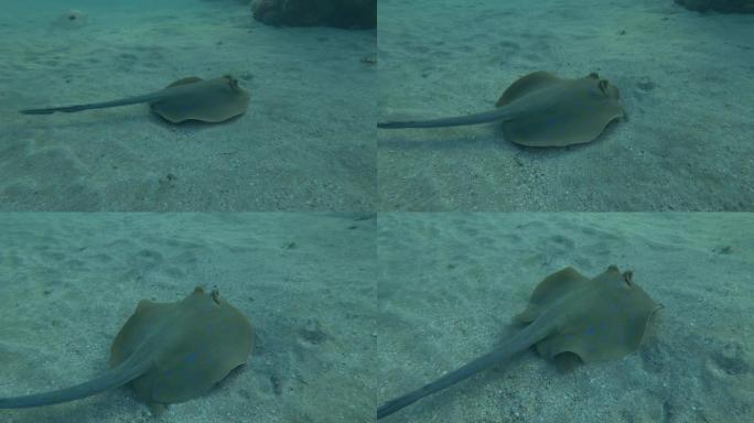 黄貂鱼游过沙底。蓝点黄貂鱼 (Taeniura lymma)。水下射击，埃及红海