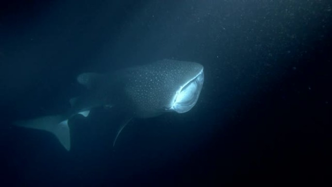 鲸鲨 (Rhincodon typus) 在夜间张开嘴喂养磷虾，印度洋，马尔代夫，亚洲