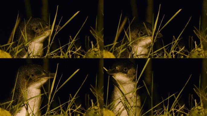 小企鹅-Eudyptula minor-在毛利人korora，夜间返回海岸在巢中喂养小鸡，Oamar