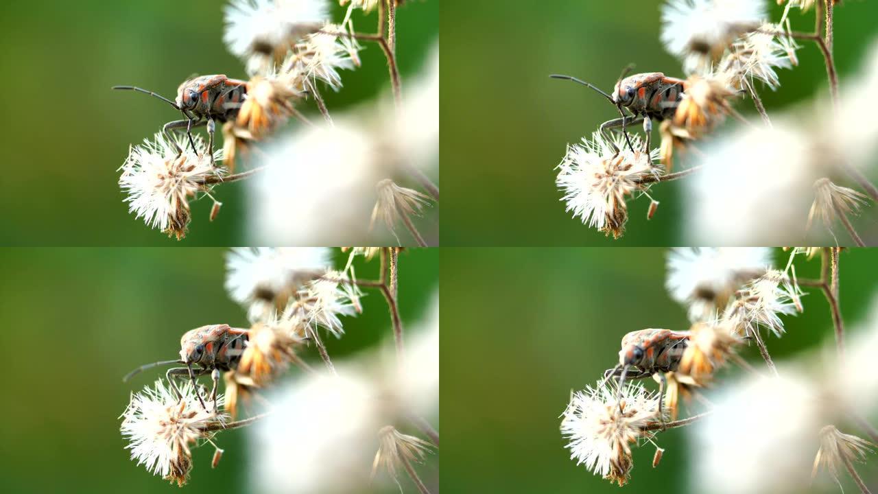 昆虫微距摄影微距实拍特写展示小虫子