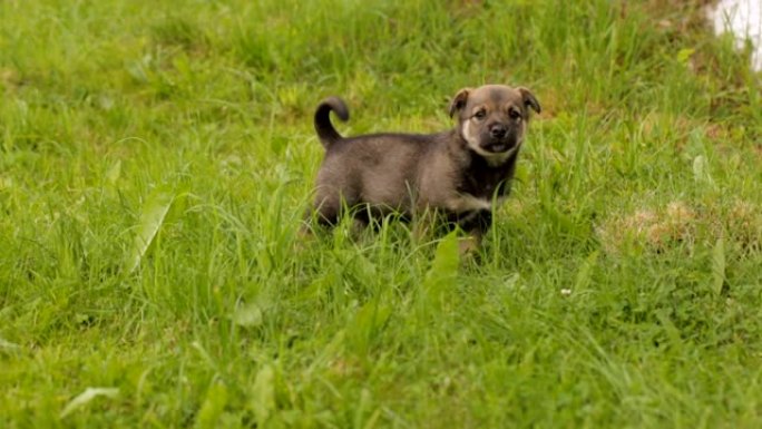 在草地上奔跑的小狗