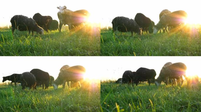 美丽的羊群在无尽的草地上吃绿草