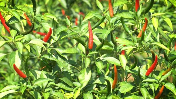 布什的奇利什农业种植有机蔬菜青红辣椒