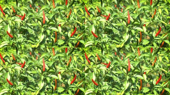布什的奇利什农业种植有机蔬菜青红辣椒