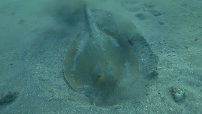 黄貂鱼在沙底狩猎。蓝点黄貂鱼 (Taeniura lymma)。特写，水下拍摄，红海，埃及