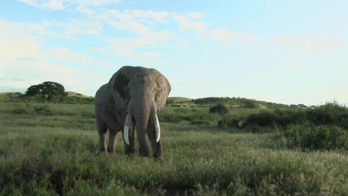 非洲象公牛站立象草原大草原