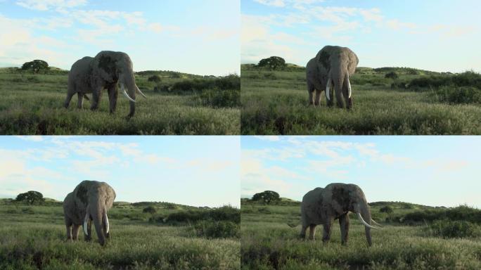 非洲象公牛站立象草原大草原