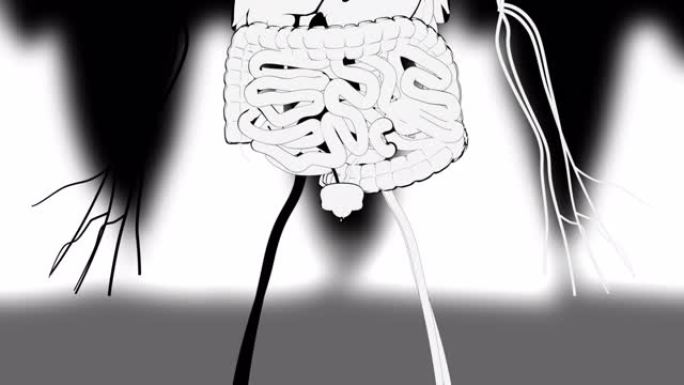 手绘人体内脏器官演示，计算机生成。3d渲染卡通背景