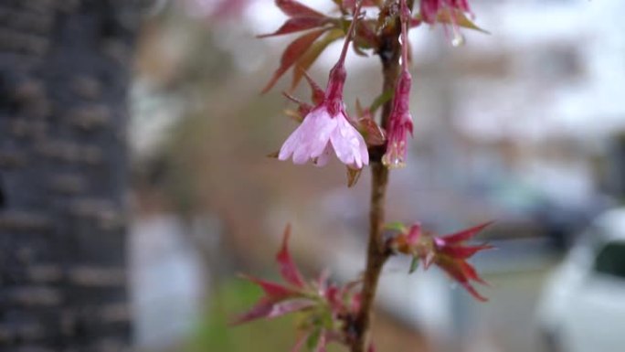 樱花在雨中绽放空镜素材